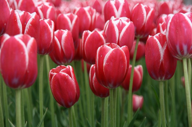 Тюльпан - символ Турции