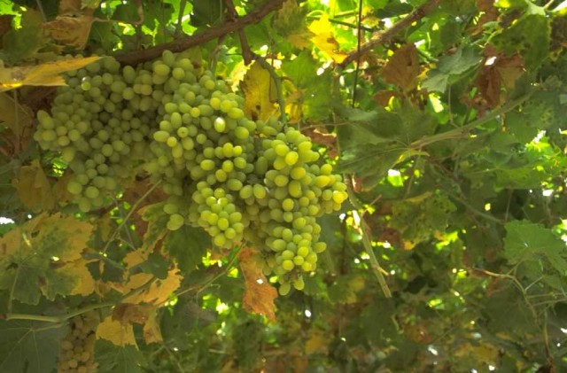 Виноградники Турции