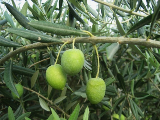оливковые рощи